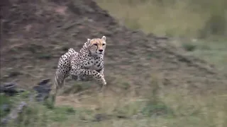 WORLD S FASTEST ANIMALS FAIL  Grant s Gazzele Take Down Cheetah With Horns  Lion Hunt Imapala Fail72