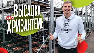 Высадка Хризантемы 2022