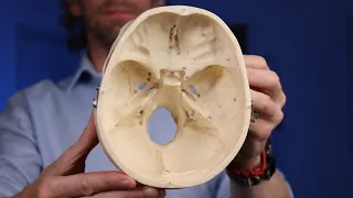 Labelled cranial foramina anatomy