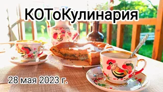 КОТоКулинария - отрада души и тела или КОТоБудни 28 мая 2023 г.