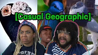 Casual Geographic's Worst Nightmare: PIGEONS! | Reaction ft. Chavezz