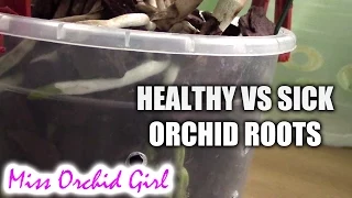 Healthy vs. sick roots - How to tell if your orchid has healthy roots