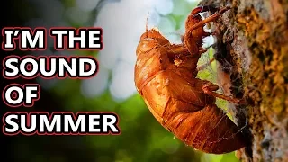 Cicada facts: the sounds of summer | Animal Fact Files
