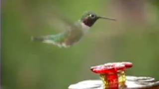 Glorious Hummingbird Feeder - Wind & Weather