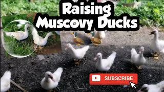 Raising muscovy ducks