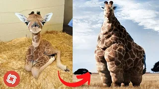 Animals Transformation -  Cute Baby Animals Grow Up  - Tiktok On Top | cut baby to adult animals |