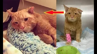 Saddest Cat In The World Was Adopted By A Couple And Transformed Within Hours!.