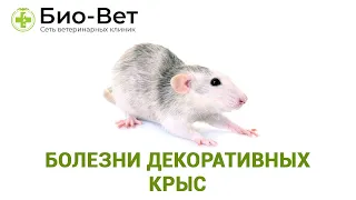 Болезни декоративных крыс 🐀// Сеть Ветклиник Био-Вет