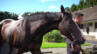 Ontoawinner Syndicate - In The Paddock