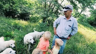 Greg Judy’s KEY to SUCCESS - With LiveStock Guardian DOGS