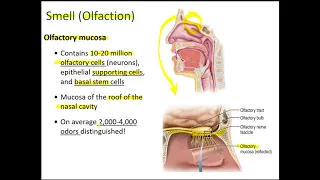 Sense Organs - "The Special Senses"