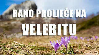 Rano proljeće na Velebitu