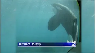 Keiko's Last Days - December 12, 2003 | KATU In The Archives