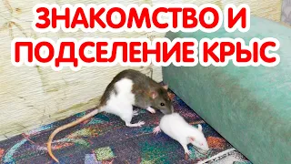 Знакомство и подселение крыс. Ссаживание крыс