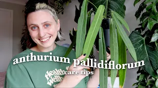 ANTHURIUM PALLIDIFLORUM care 🪴 Strap Leaf Anthurium Tips & Tricks