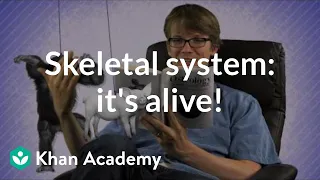 The skeletal system: It's ALIVE! | Crash Course biology| Khan Academy