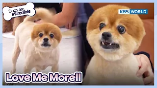 Jealous Puppy Kkyu 😬😩 [Dogs are incredible : EP.190-1] | KBS WORLD TV 231010