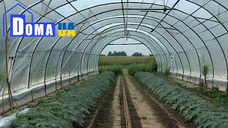 Продается тепличное хозяйство Кривой Рог Prodayetsya teplichnoye khozyaystvo Kri