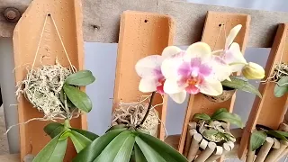 Phalaenopsis em vaso de barro na semi hidroponia #vasodebarro #semihidroponia