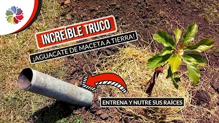 🌳 NO ESPERES AÑOS para cosechar tu AGUACATE o PALTA - ¡ENTRENA SUS RAÍCES! EL MEJOR MÉTODO CONOCIDO.