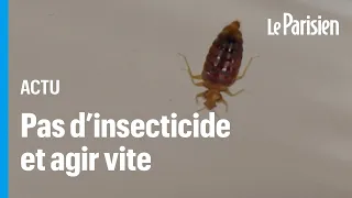 Punaises de lit : « En une matinée, on peut décontaminer sa chambre », assure un parasitologue