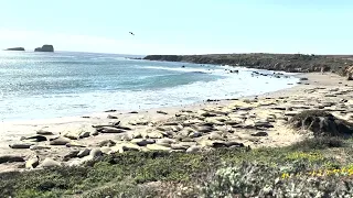 Elephant Seal Vista Point - San Simeon California