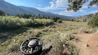 Trout Bonanza in LEAVITT Meadow on the West Walker |#fishing #flyfishing #california