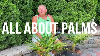 Palm Tree Care: How to Care for Palm Trees in Winter