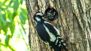 Большие пестрые дятлы кормят птенцов. Dendrocopos major. Птицы Беларуси.