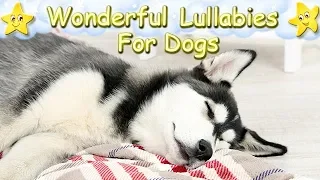 Soothing Relaxing Sleep Music For Husky Puppies ♫ Calm Relax Your Dog ♥ Lullaby For Dogs Dog Music