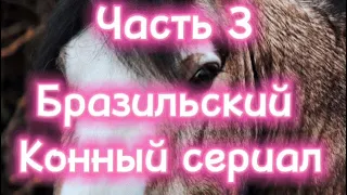 Что происходит в табуне?