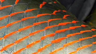 Pirarucu Fly Fishing - GIANT ARAPAIMA of the AMAZON - by Todd Moen