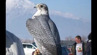 Falconry: Introduction to Gyr X Peregrine hybrids