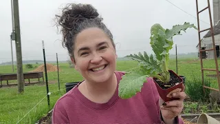 Plant these once and eat forever! Discovering perennials in a zone 7a garden!
