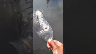 Menangkap ikan di saluran  air part 2