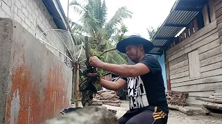 Hunting for Bougainvillea Bonsay Ingredients in the Home Yard