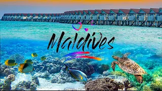 Sunny Maldives | Beautiful Island Resort | Travel Video
