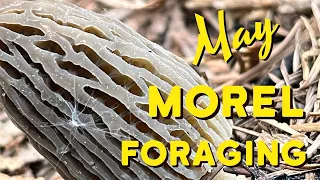 Morel Mushroom Hunting - Over 10 lbs of Burn Morels & Naturals by Noon!