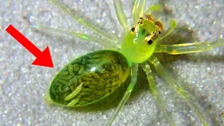 CRAZIEST Cases Of MIND CONTROL In Nature!