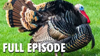 Wild America | S10 E10 'Wild Turkey - Part 2' | Full Episode | FANGS