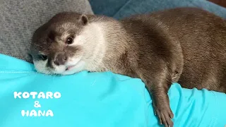 Otter Runs and Cuddles Her Dad's Arm When He Calls Her