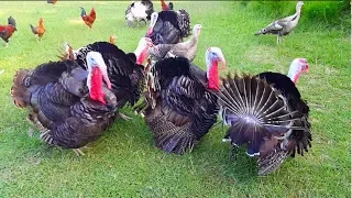 Turkey Bird Sound | Turkey Feeding | Different Touch