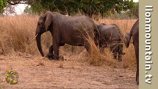 Wild Elephants “Mourn” their dead baby  | RARE SIGHTINGS