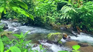 Amazing Forest Sounds, River Water Flowing In the forest Great for Meditation, Relaxation, Sleep