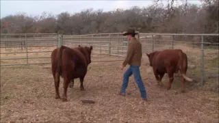 Low Stress Cattle Handling