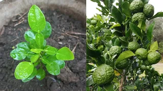 How to grow kaffir lime fast and grow well || NewMethods - my agriculture