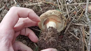 El paxilo enrollado. Seta muy peligrosa. Identificación. Paxillus involutus