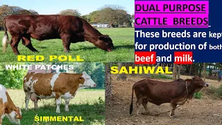 MILK & MEAT  CATTLE  BREEDS (DUAL-PURPOSE)