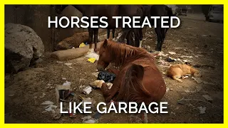 Horses Eating From Dumpsters Around Pyramids of Giza