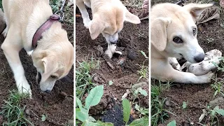 Mother Dog Tries To Bring Dead Puppy Back To Life